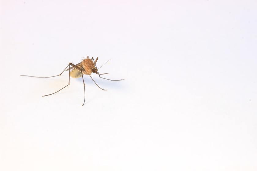 Mosquitoes Vaccines & Bill Gates