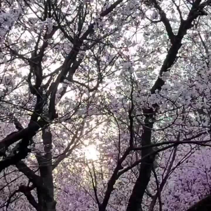 Cherry blossoms beauty!